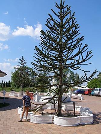 Araucaria araucana - blahoet chilsk